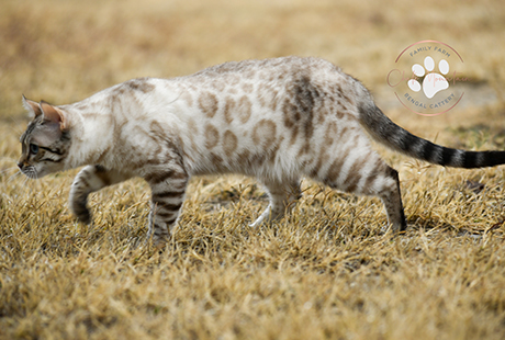 Rosetted Bengal kittens available near Fort Worth Texas families